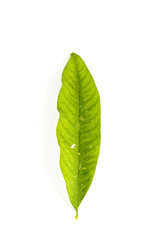 Fototapeta premium Leaf Soap Nut Tree Close up