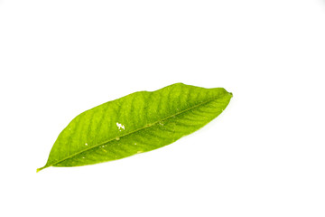 Fototapeta na wymiar Leaf Soap Nut Tree Close up