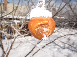 The beauty of fading nature Nature falls asleep. Winter motifs