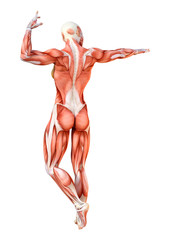 Obraz premium 3D Rendering Female Anatomy Figure on White