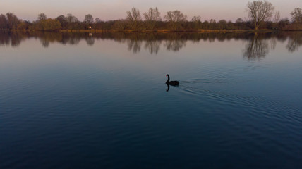 Fototapeta na wymiar Black Swan in Blue Water