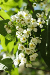 white flowers bird cherry tree in spring - summer and spring, floral concept 