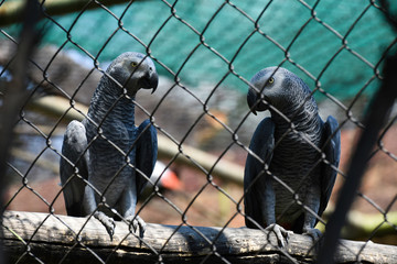 African Grey Parrot Couple In Captivity (psittacus erithacus)