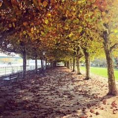 Naklejka premium autumn allee