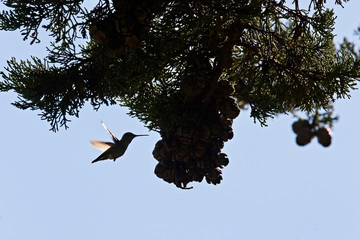 Humming bird at Frisco