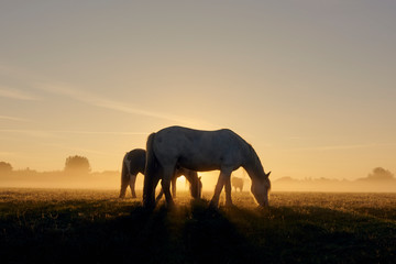 Fototapeta na wymiar sunshine horses