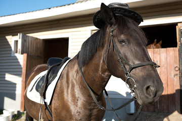 Obraz premium portrait of a horse