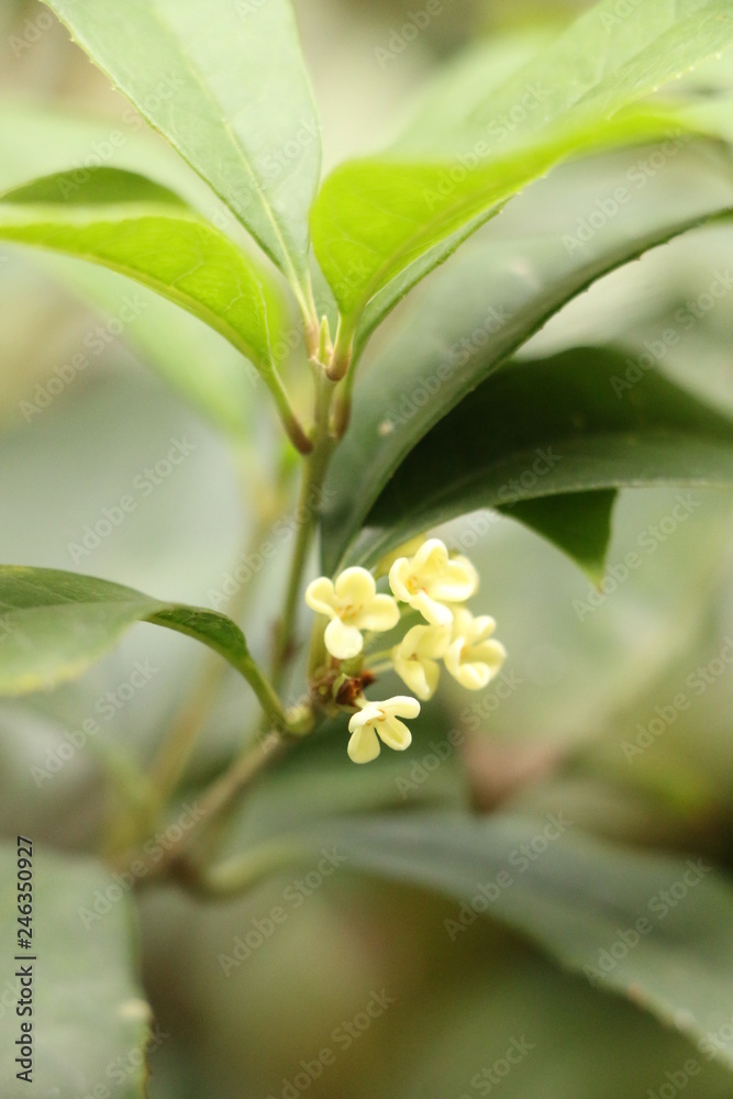 Sticker Sweet osmanthus at garden