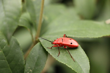 Sweet osmanthus at garden