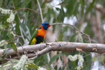 Red-collared (Rainbow) Lorikeet in tree