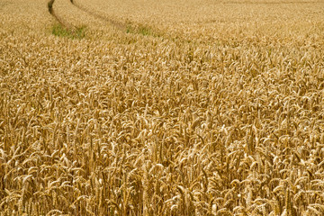 Wheat crop in August. Full frame texture background.