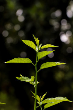 Leaf Colubrina asiatica at garden