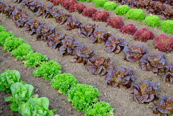 Rows of colourful lettuce salad leaf plants. Full frame texture background.