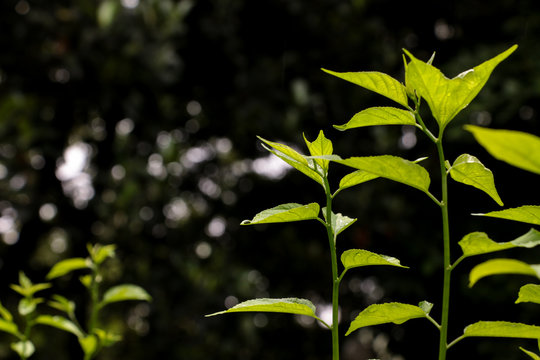 Leaf Colubrina asiatica at garden
