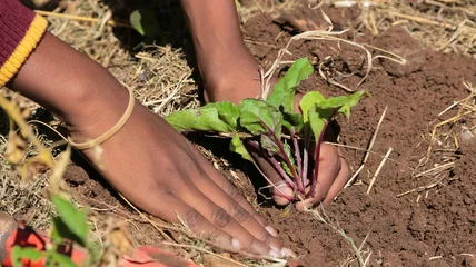 Rolgordijnen Close up of African child hands planting vegetables in soil © Sunshine Seeds