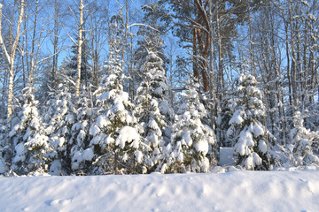 snow covered trees
