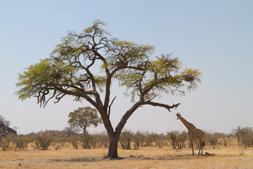 Giraffe in line with branch of acacia tree, Kwai river, Botswana