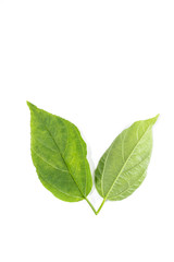 Obraz premium Colubrina asiatica Close up