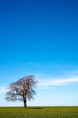 A single tree stands leafless in early spring sunshine under a blue sky
