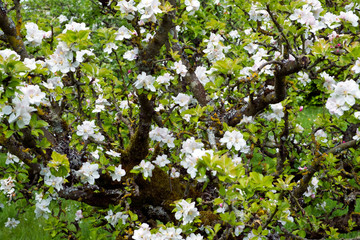 Profuse white spring blossom on a fruit tree