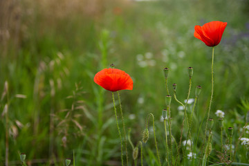 Obraz premium red poppy in the field