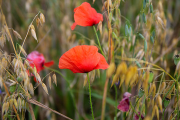 red poppy in the field