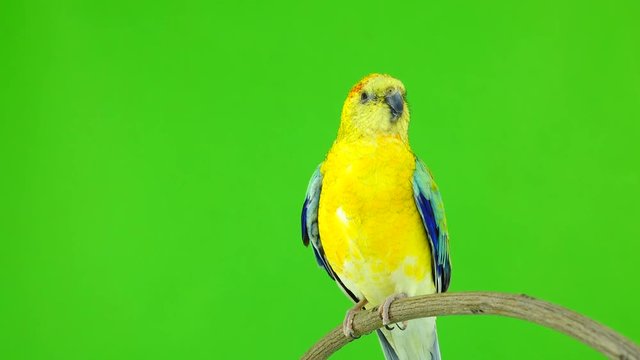 male parrot (haematonotus psephotus) sing isolated on green screen
