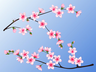 spring bloom branch with pink flowers, buds