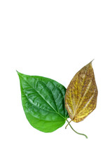 Fototapeta premium Wildbetal leaf bush Close up