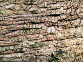 Old rotting wood full frame close up texture