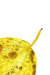 Naklejka premium Wildbetal leaf bush Close up