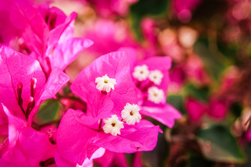 Beautiful flowers on the sea background