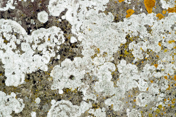 Lichens on stone full frame background texture