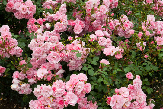 Profuse pink bush roses flowering