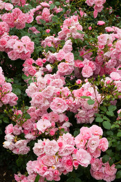 Profuse pink bush roses flowering