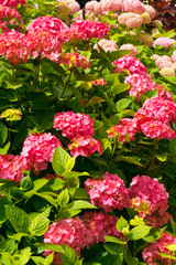 Abundant pink hydrangea bush flowers and foliage