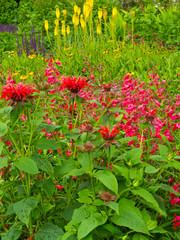 Colouful English summer garden flower border