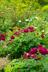 Fototapeta na wymiar Colouful English summer garden flower border