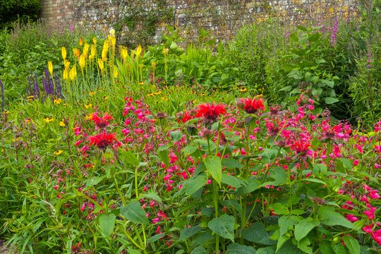 Colouful English summer garden flower border