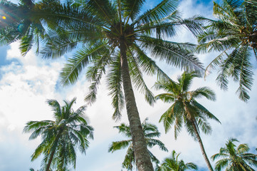 Fototapeta na wymiar Palms with coconuts on the blue sky