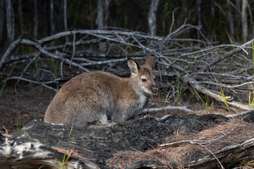 Fototapeta premium Australian Wallaby