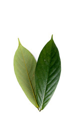 Fototapeta na wymiar Leaf Tuba Root Thai Close up