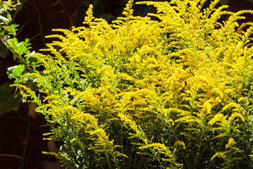 Blooming Canadian goldenrod (Solidago canadensis) in a spring sunny day