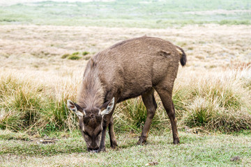 Young wild deer is looking for food