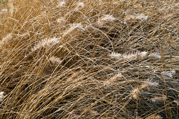 Frost melting in winter sunshine on decorative grasses seed heads
