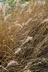 Frost melting in winter sunshine on decorative grasses seed heads
