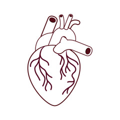 heart with veins isolated icon