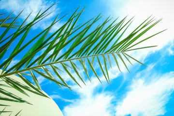 Obraz premium Beautiful palm tree on the sea shore background