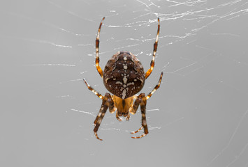 cross spider gray background