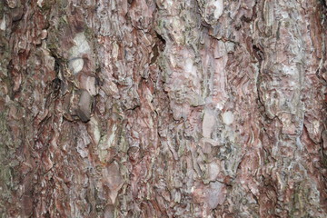 Background Bark Tree